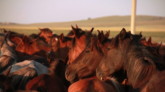 Así ha cambiado el caballo desde su domesticación