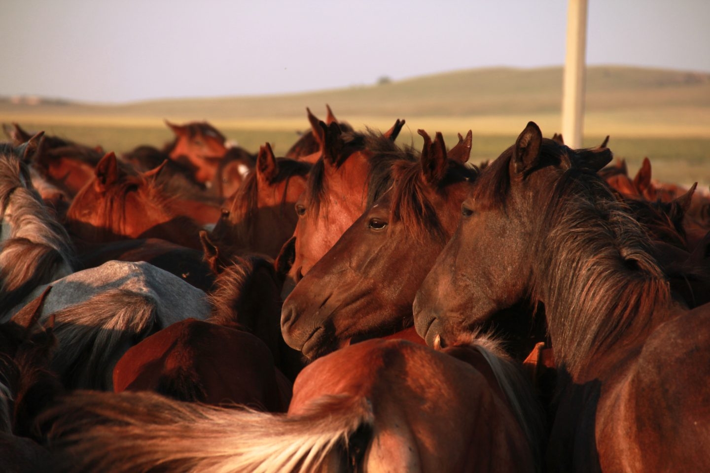 Los caballos domesticados son distintos a los prehistóricos.