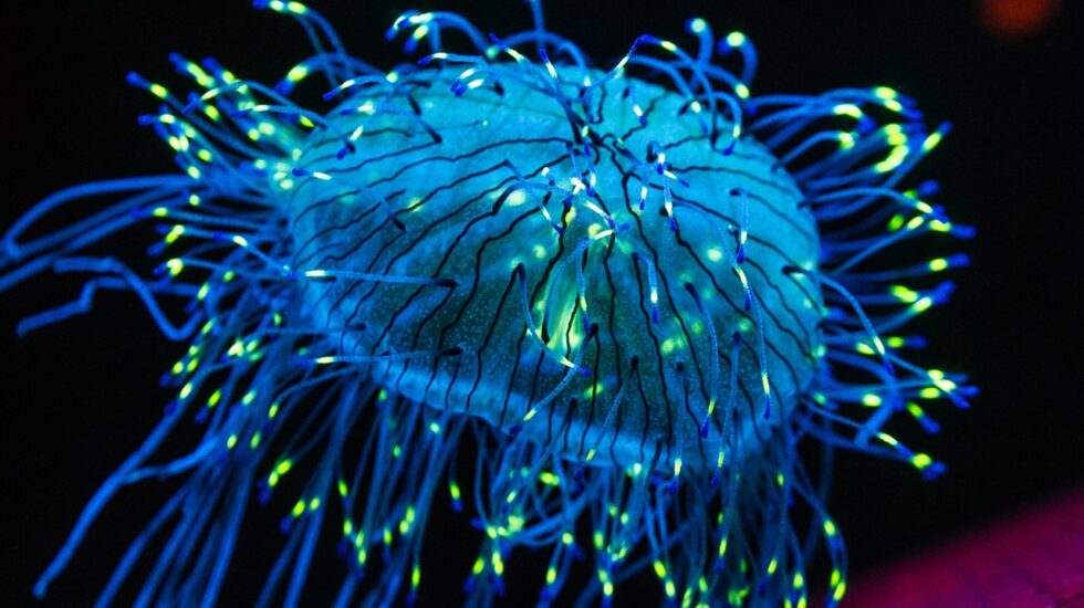 Brillar en la oscuridad: Medusa luminescente.