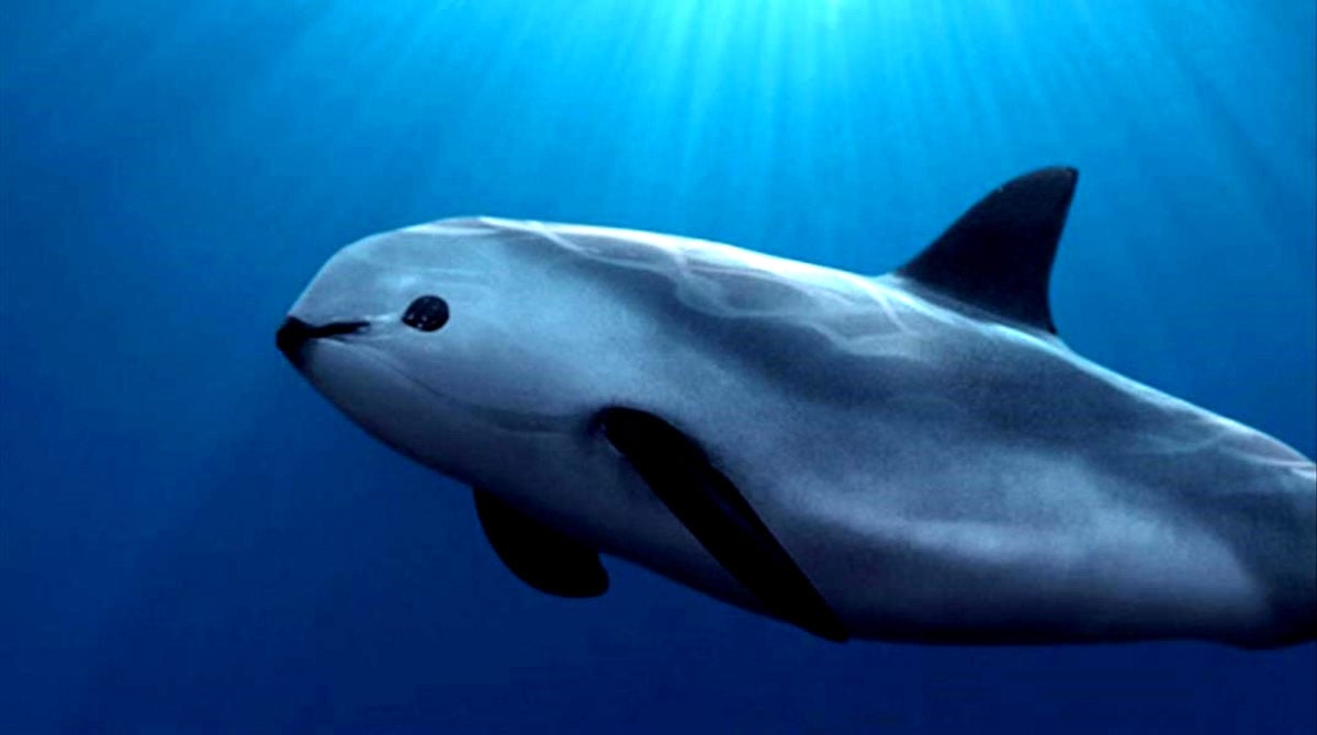 Un ejemplar de vaquita marina.