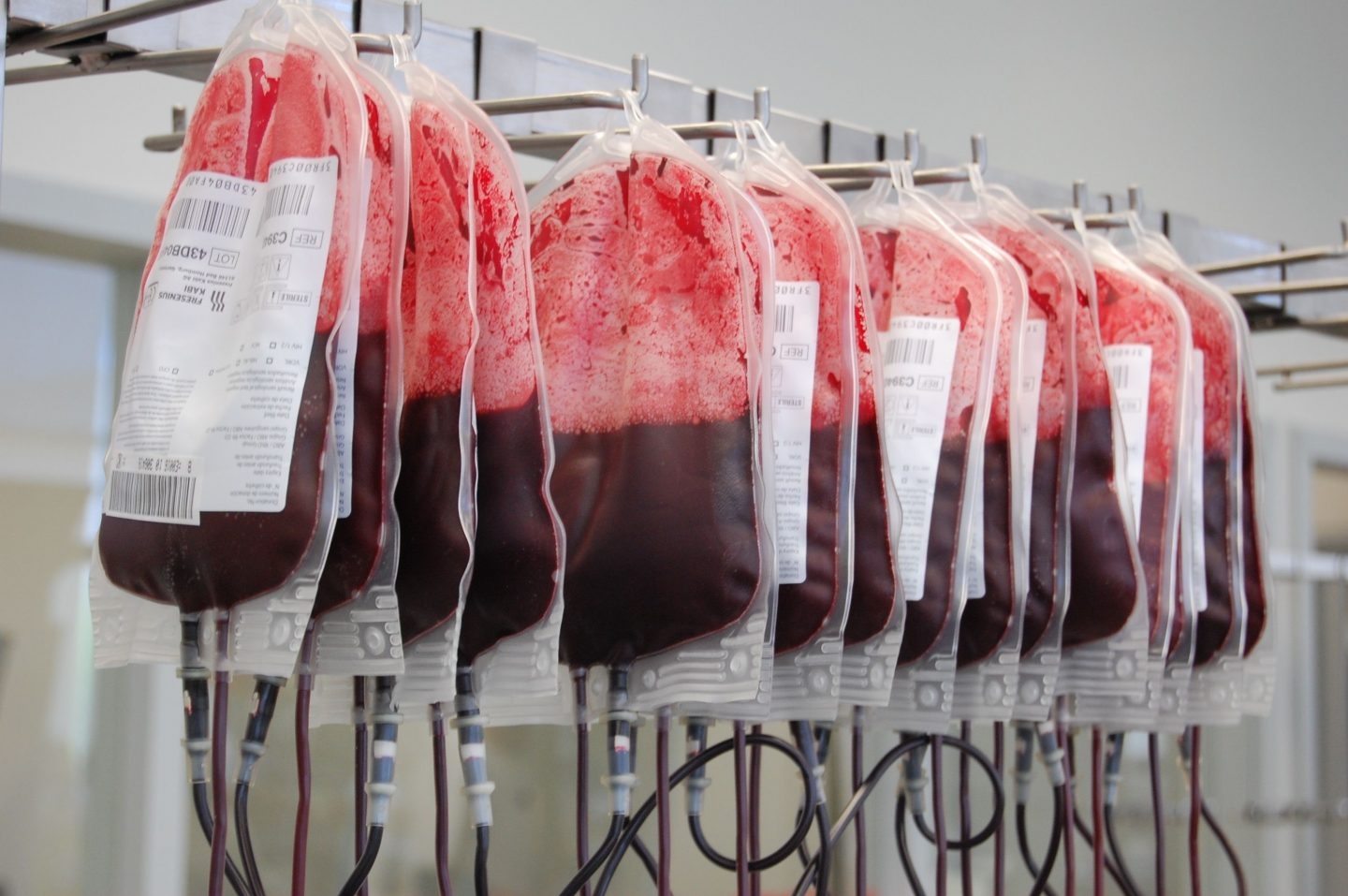 Bolsas con sangre recién donada