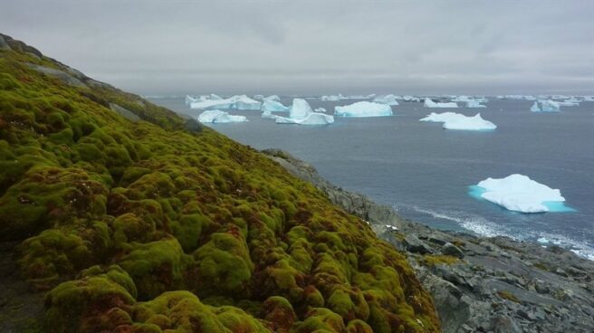 La Antártida se vuelve verde por el cambio climático