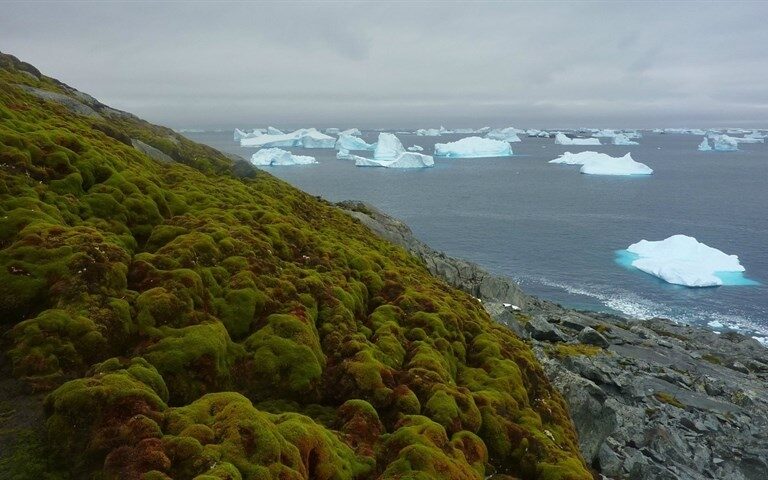 La Antártida se vuelve verde por el cambio climático