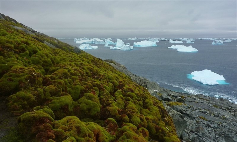 La Antártida se vuelve verde por el cambio climático