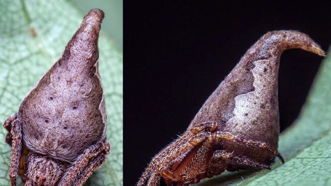 La araña 'Sombrero de Harry Potter' lidera el Top 10 de nuevas especies