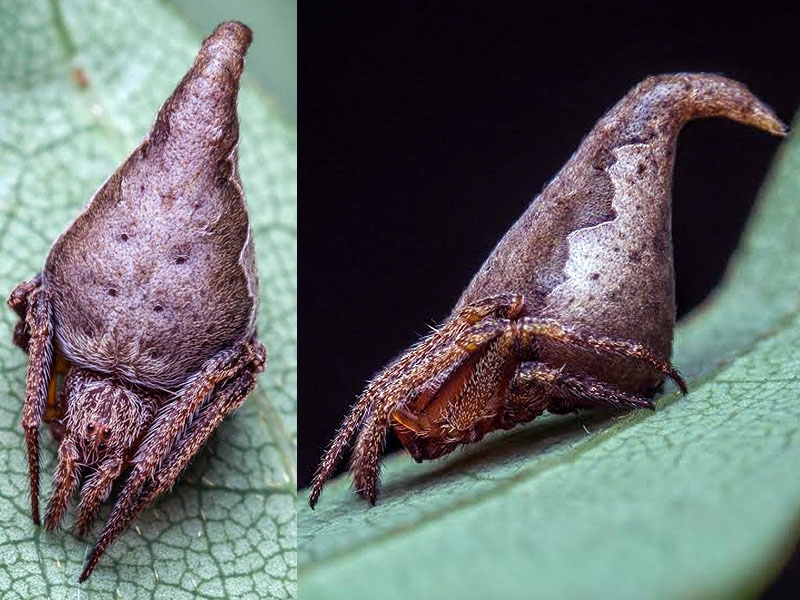 La araña 'Sombrero de Harry Potter' lidera el Top 10 de nuevas especies