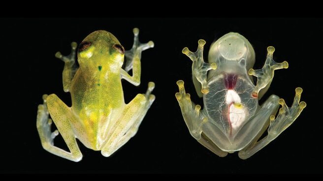 La rana transparente que muestra el corazón