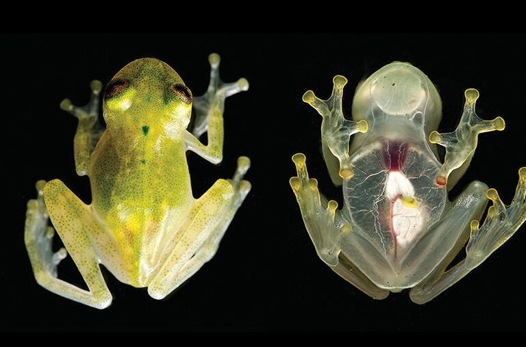 Descubierta una rana transparente que muestra el corazón