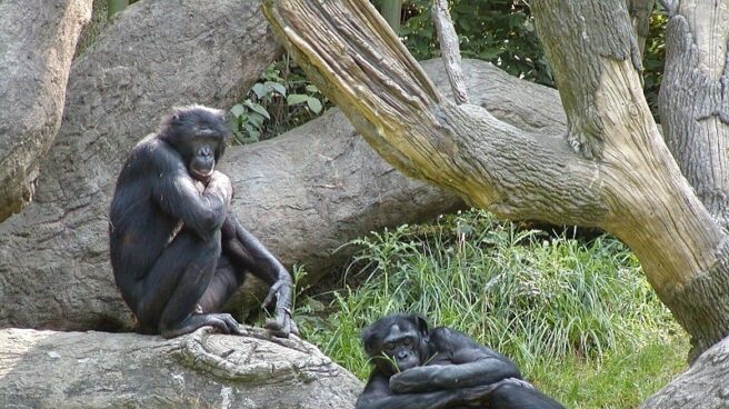 Los bonobos, el antepasado viviente más parecido a los humanos