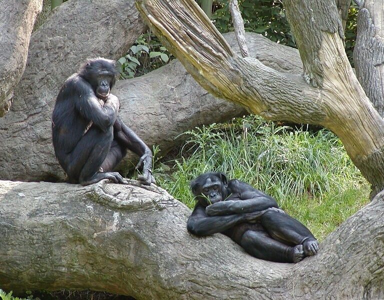 Los bonobos, el antepasado viviente más parecido a los humanos