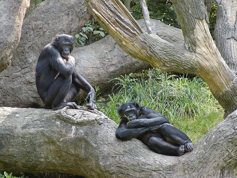 El bonobo, el más parecido al ser humano.