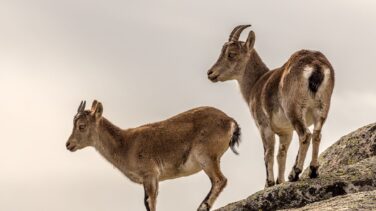 Los animales no se adaptan a tiempo al avance del cambio climático