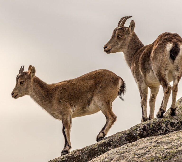 Los animales no se adaptan a tiempo al avance del cambio climático