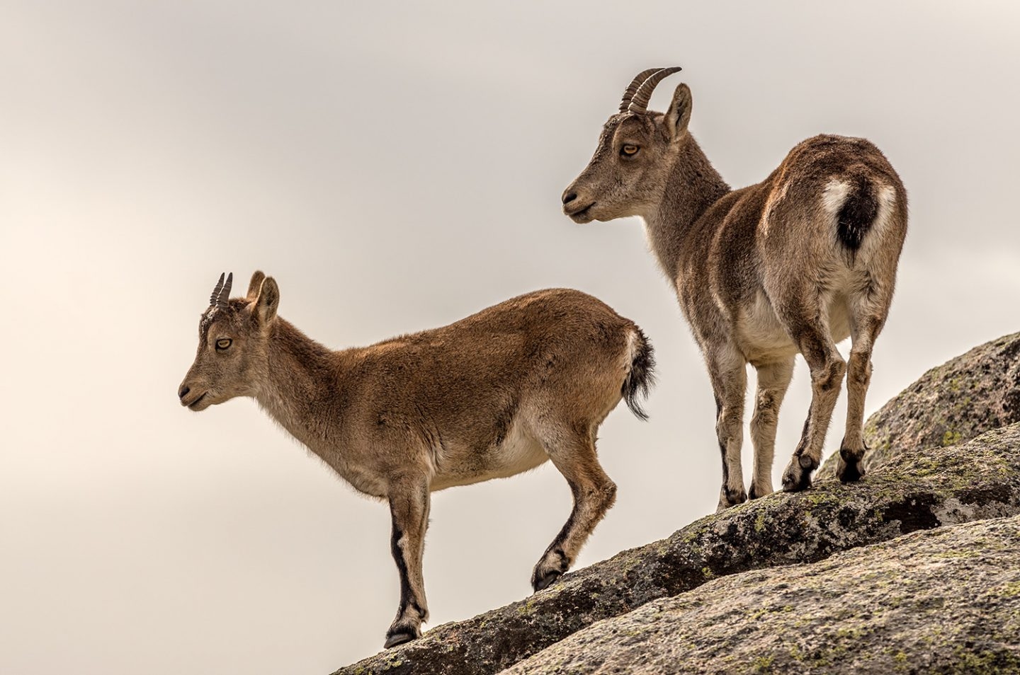 Cabras montesas en La Pedriza del Manzanares. Madrid