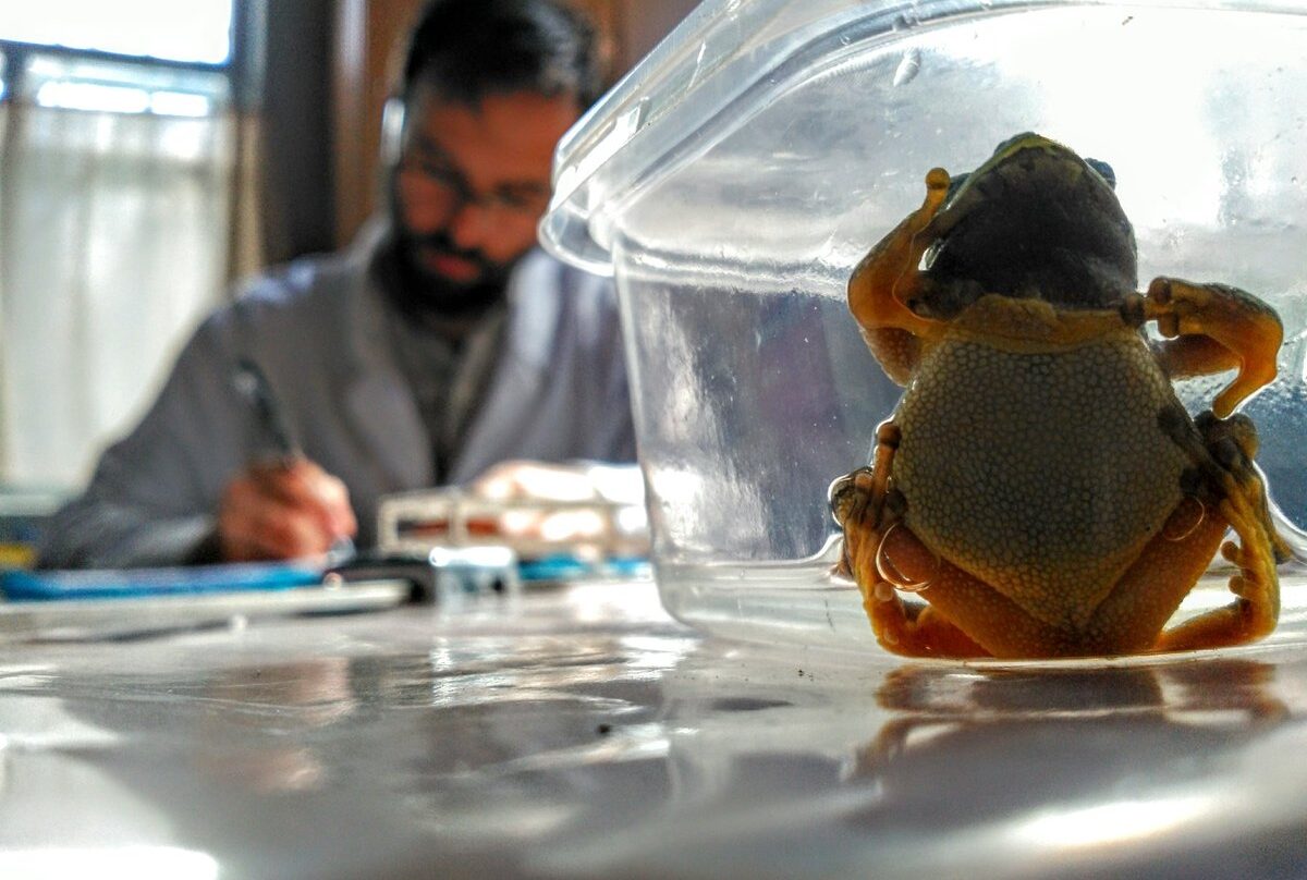 Germán Orizaola analizando las ranas halladas en Chernóbil