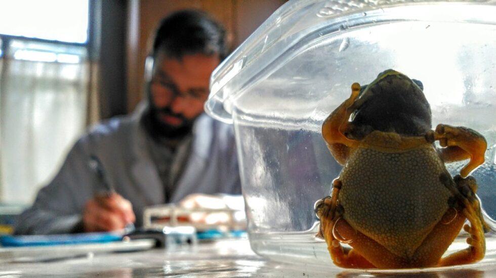 Germán Orizaola analizando las ranas halladas en Chernóbil