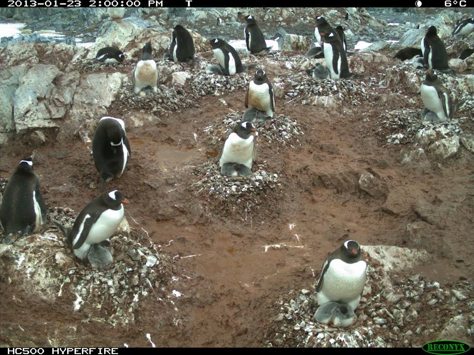 Clasificar pingüinos es ciencia ciudadana