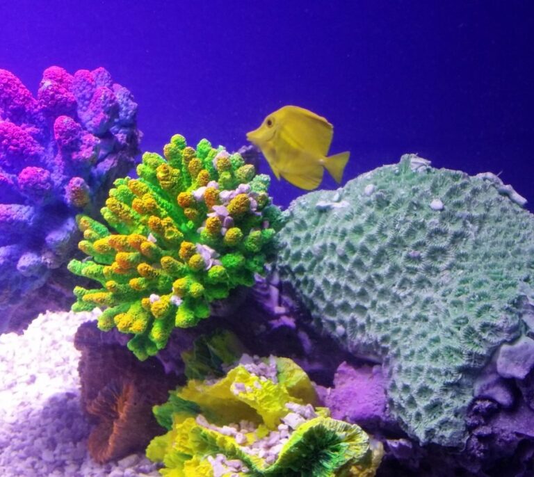 Los corales pueden a ayudar a predecir la entrada en erupción de un volcán marino