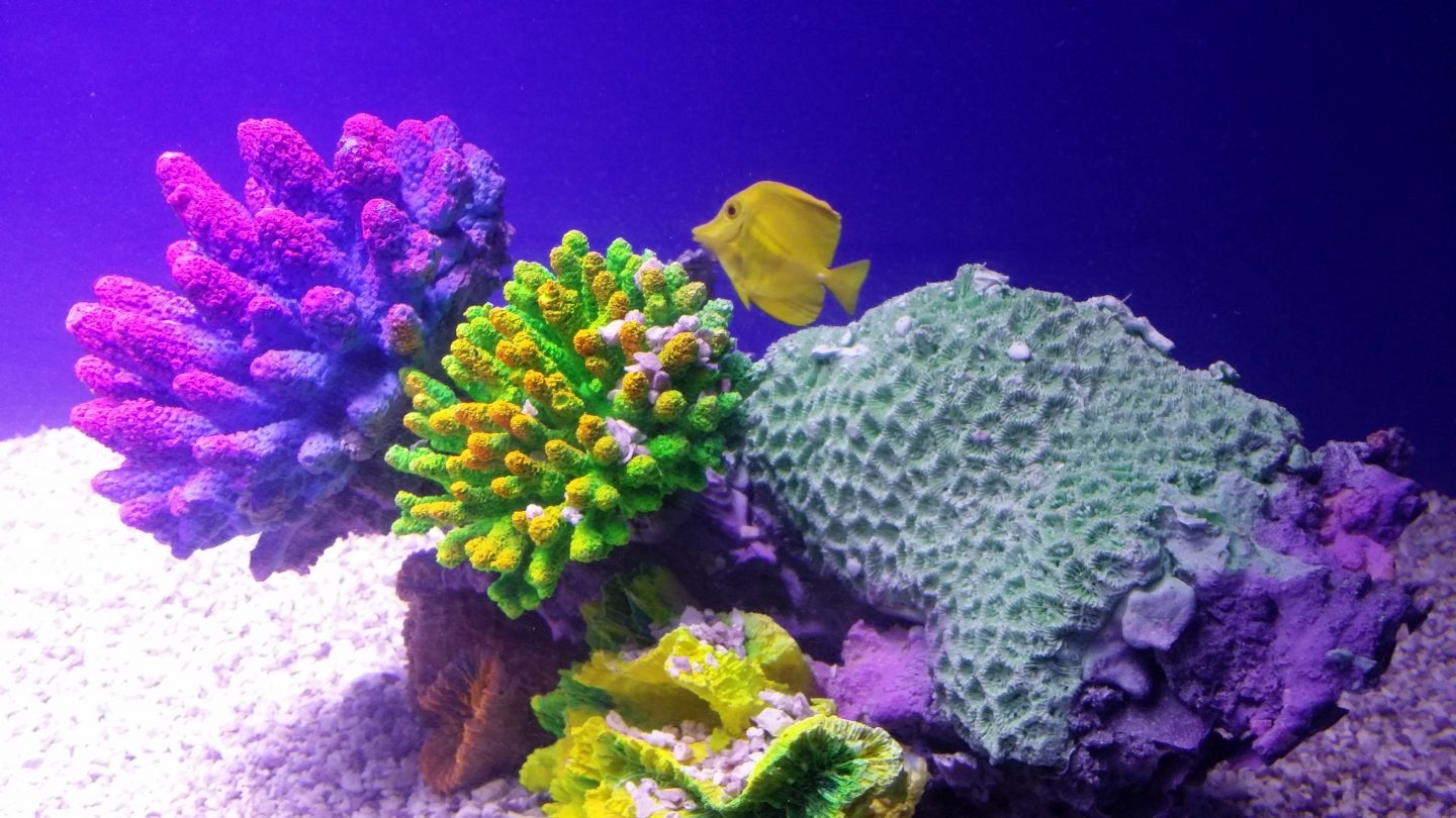 Del análisis de los corales se pueden desprender los diferentes cambios en el fondo marino.