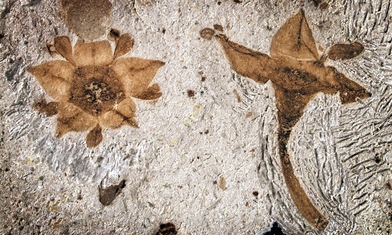 Las flores fosilizadas