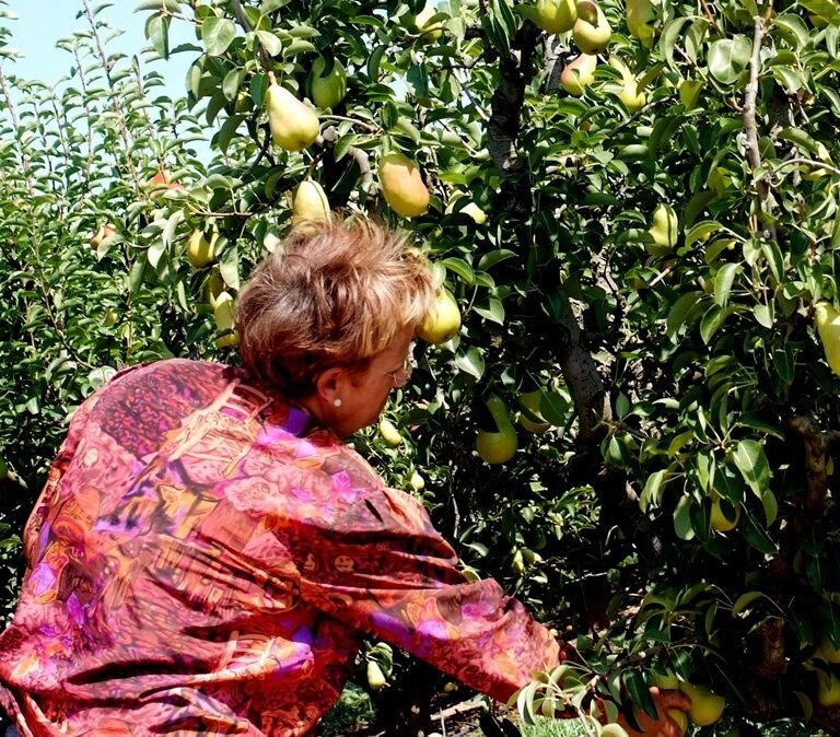 La universidad quiere aprender de tu abuela