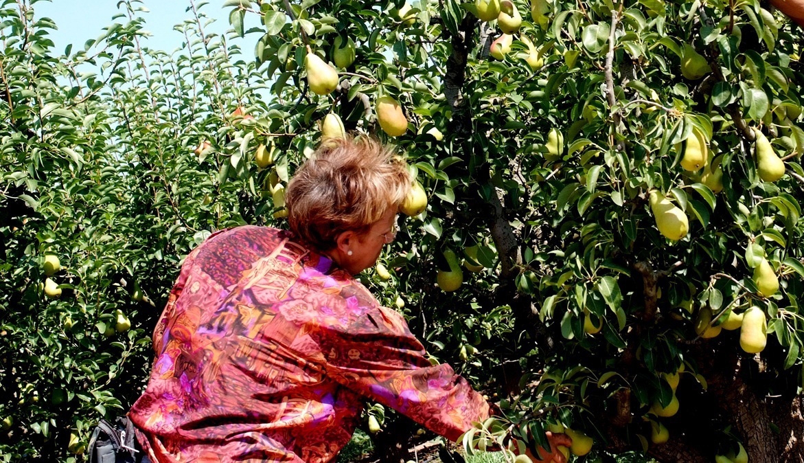 Se buscan abuelas que transmitan sus conocimientos ecológicos tradicionales