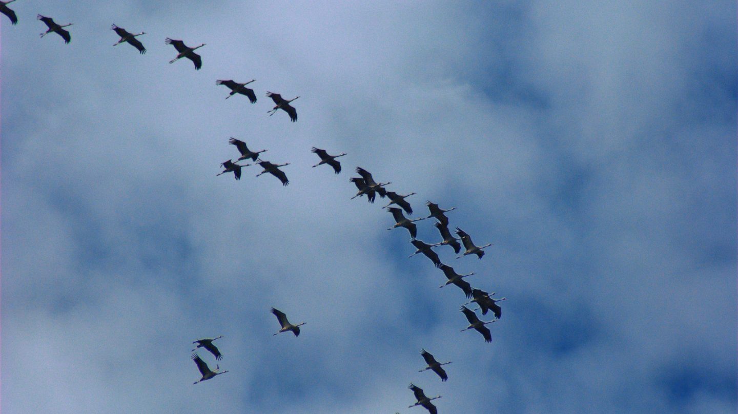 Grullas en plena migración