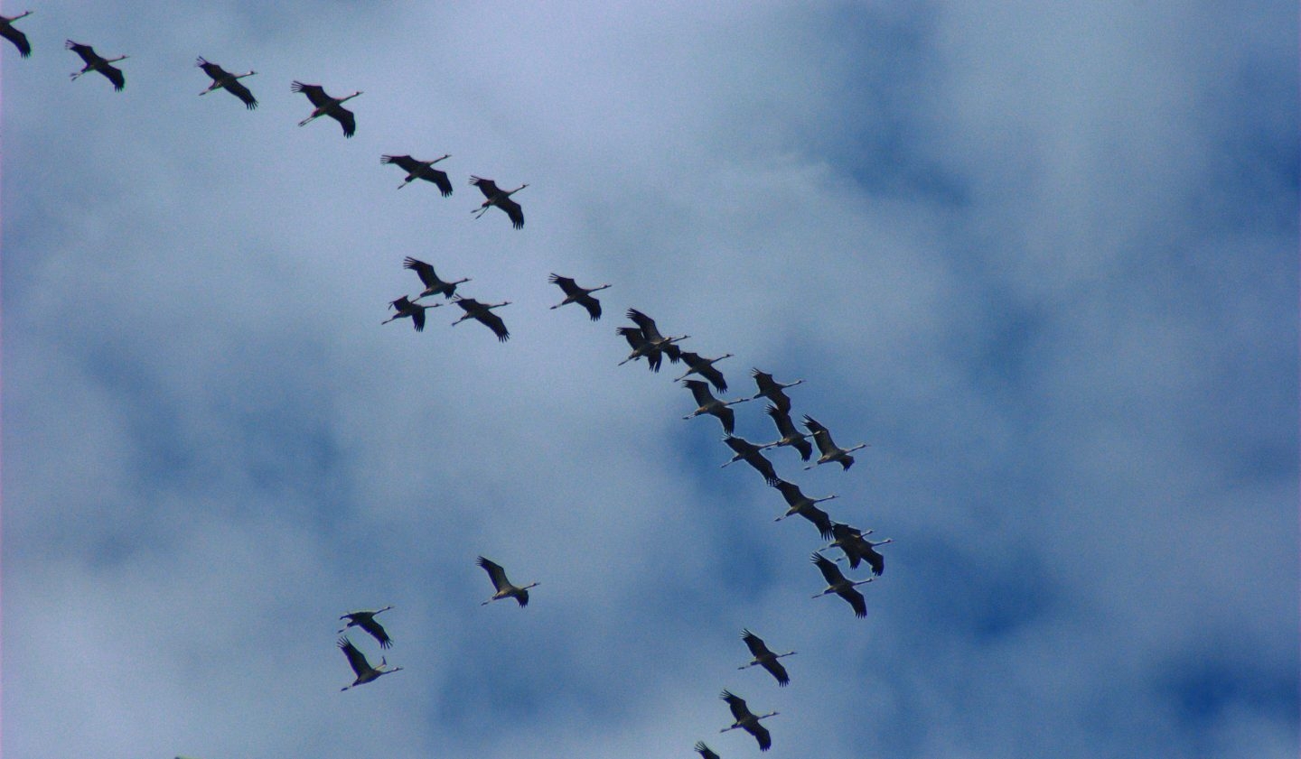 Grullas en plena migración