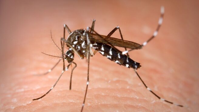 Mosquito tigre El mosquito tigre se adelanta por las lluvias y el calor