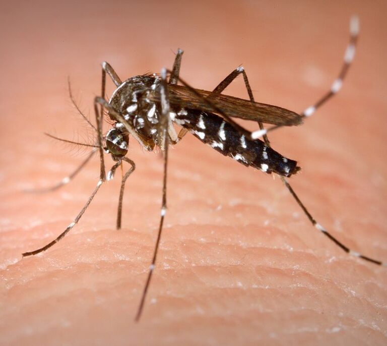 Análisis descartan ahora que los turistas islandeses tuvieran chikunguña