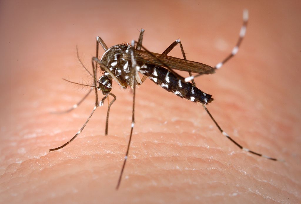 El mosquito tigre se adelanta por las lluvias y el calor