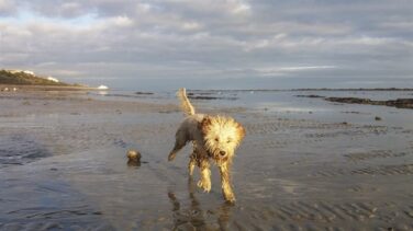 Playas que admiten perros este verano en España y Portugal