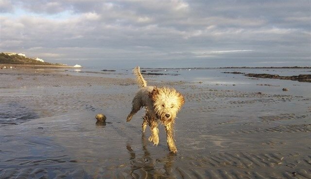 Un perro corriendo por la playa.