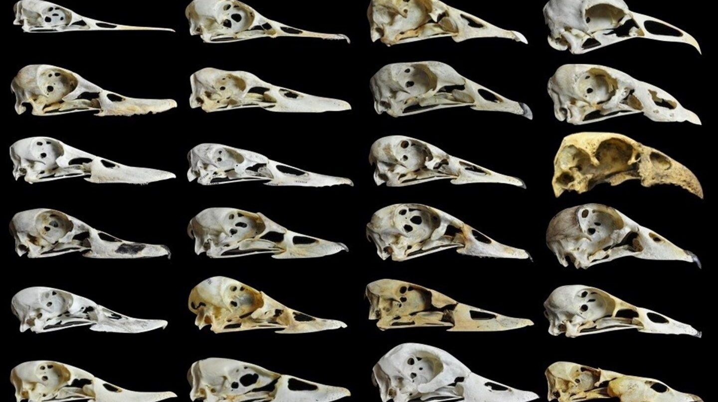 La dieta determinó la forma a los picos del pato y el ganso
