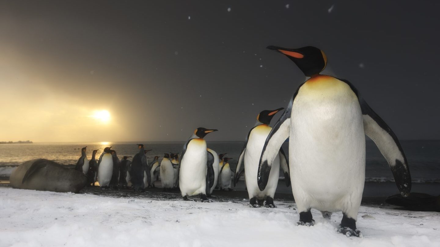 Pingüinos rey, isla del sur de Georgia, océano del Sur.Antártida.