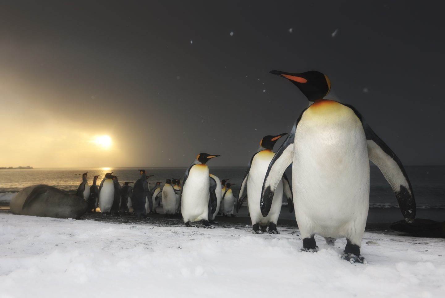Pingüinos rey, isla del sur de Georgia, océano del Sur.Antártida.