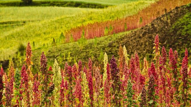 quinoa. plantaciones chimborazo Plantaciones de quinoa en Chimborazo, Ecuador