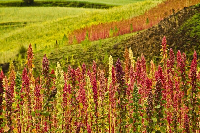 Plantaciones de quinoa en Chimborazo, Ecuador