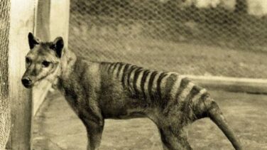 En busca del lobo marsupial perdido
