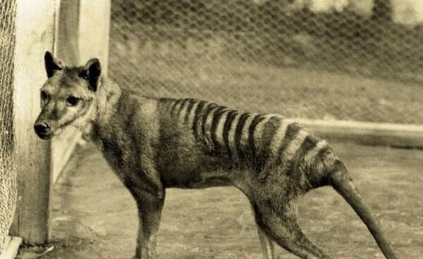 Tigre de Tasmania desaparecido Tigre de Tasmania en el zoo de Beaumaris, 1928