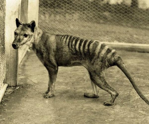Tigre de Tasmania en el zoo de Beaumaris, 1928