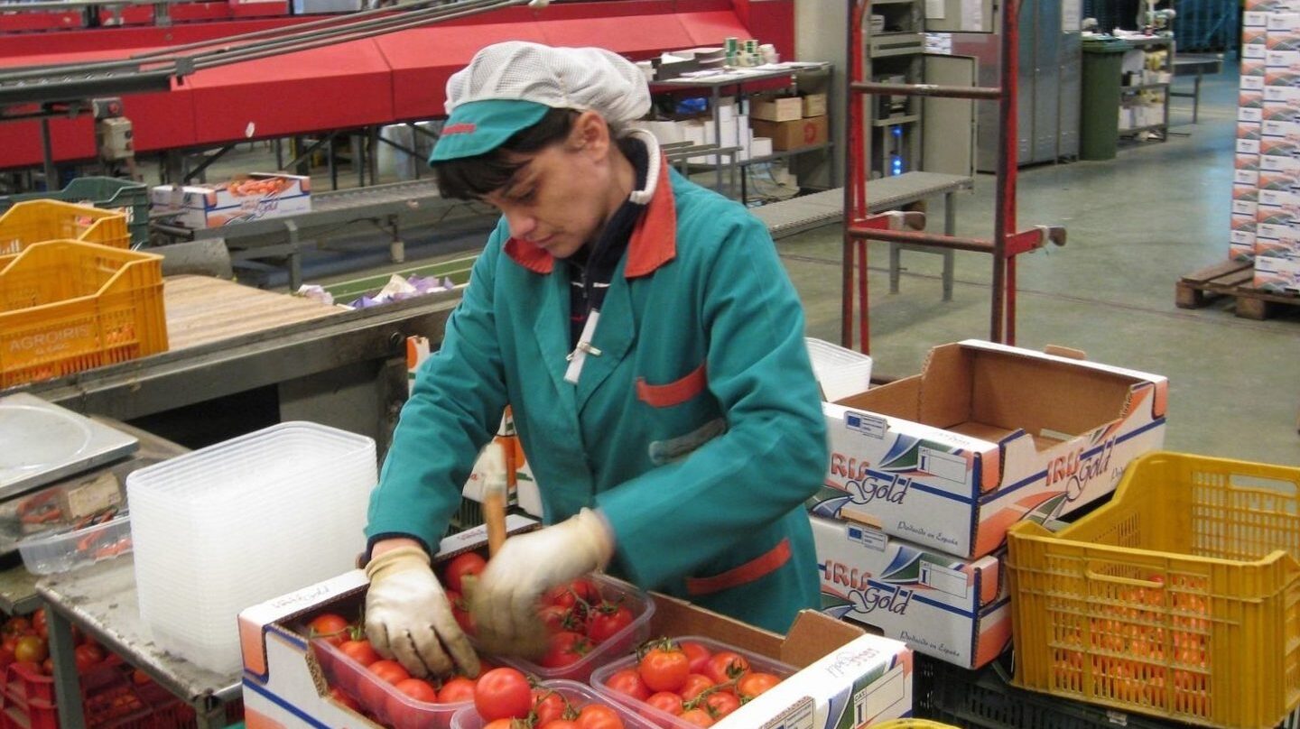 Una trabajadora de la industria auxiliar empaqueta tomates.