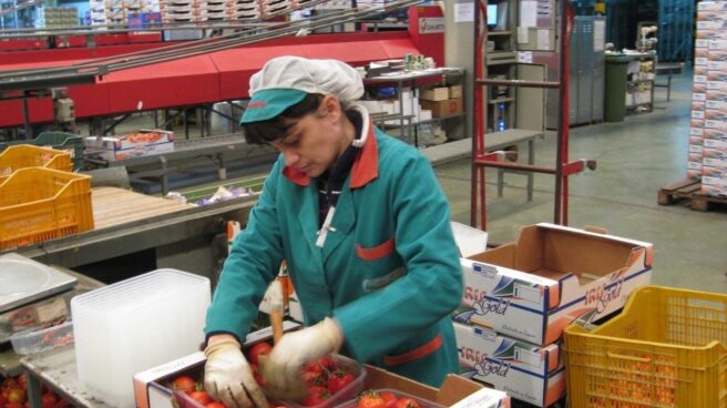 trabajadora Una trabajadora de la industria auxiliar empaqueta tomates.