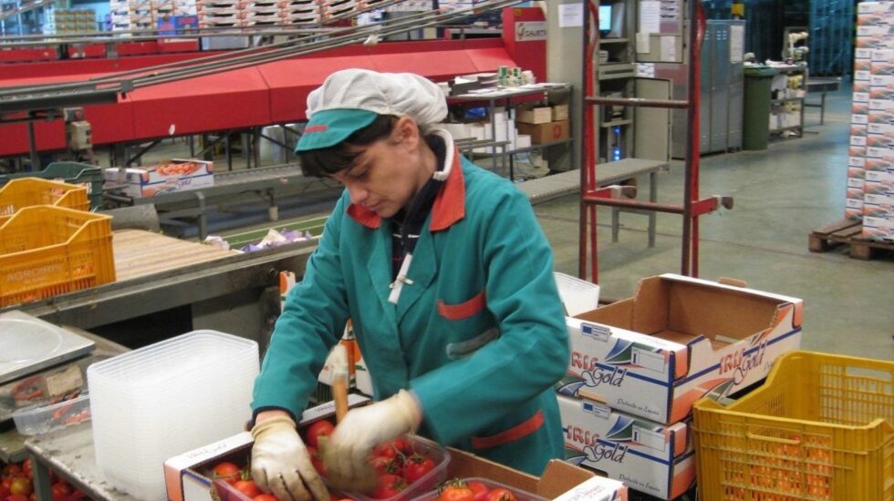 Una trabajadora de la industria auxiliar empaqueta tomates.