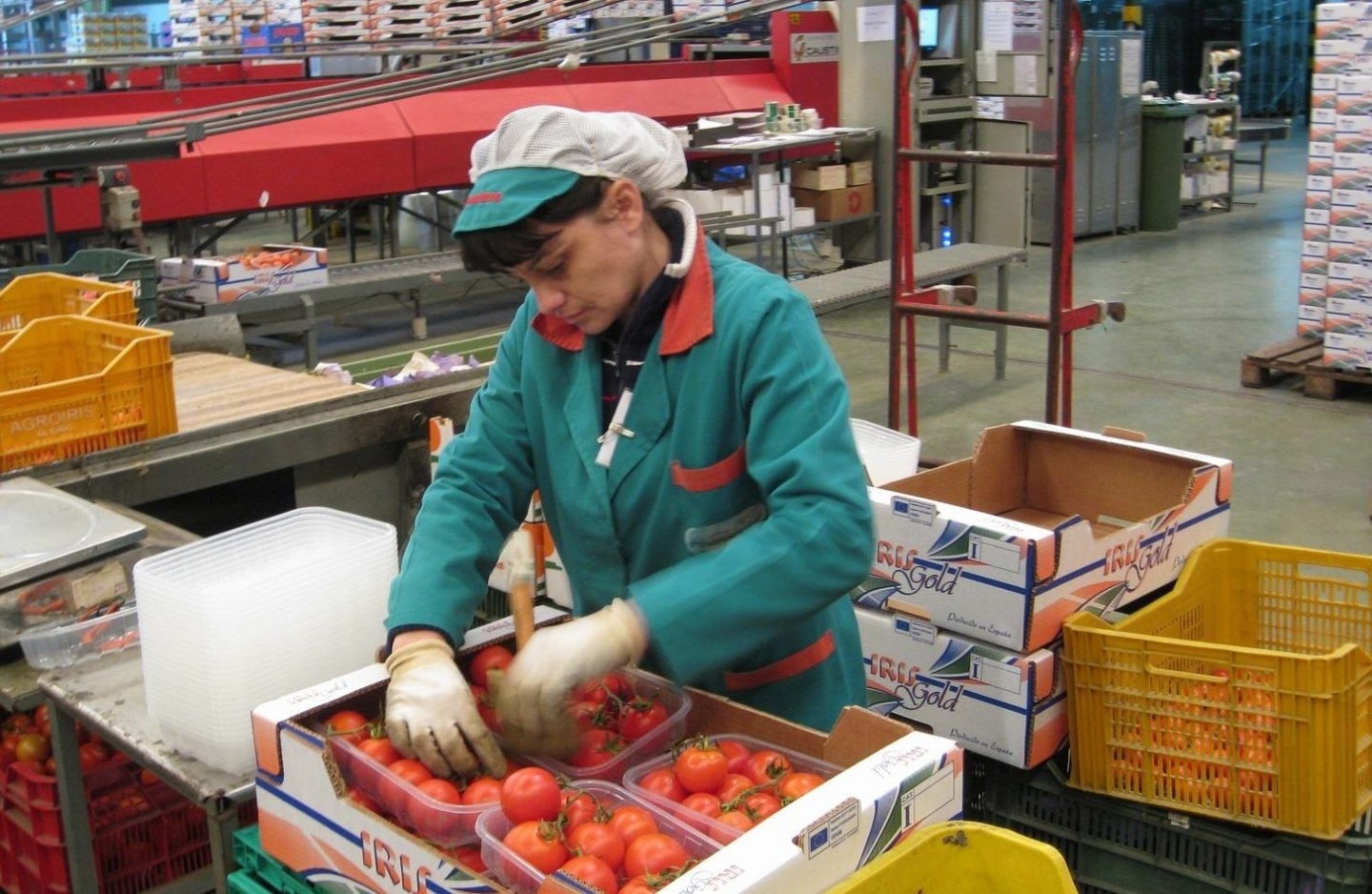 Una trabajadora de la industria auxiliar empaqueta tomates.