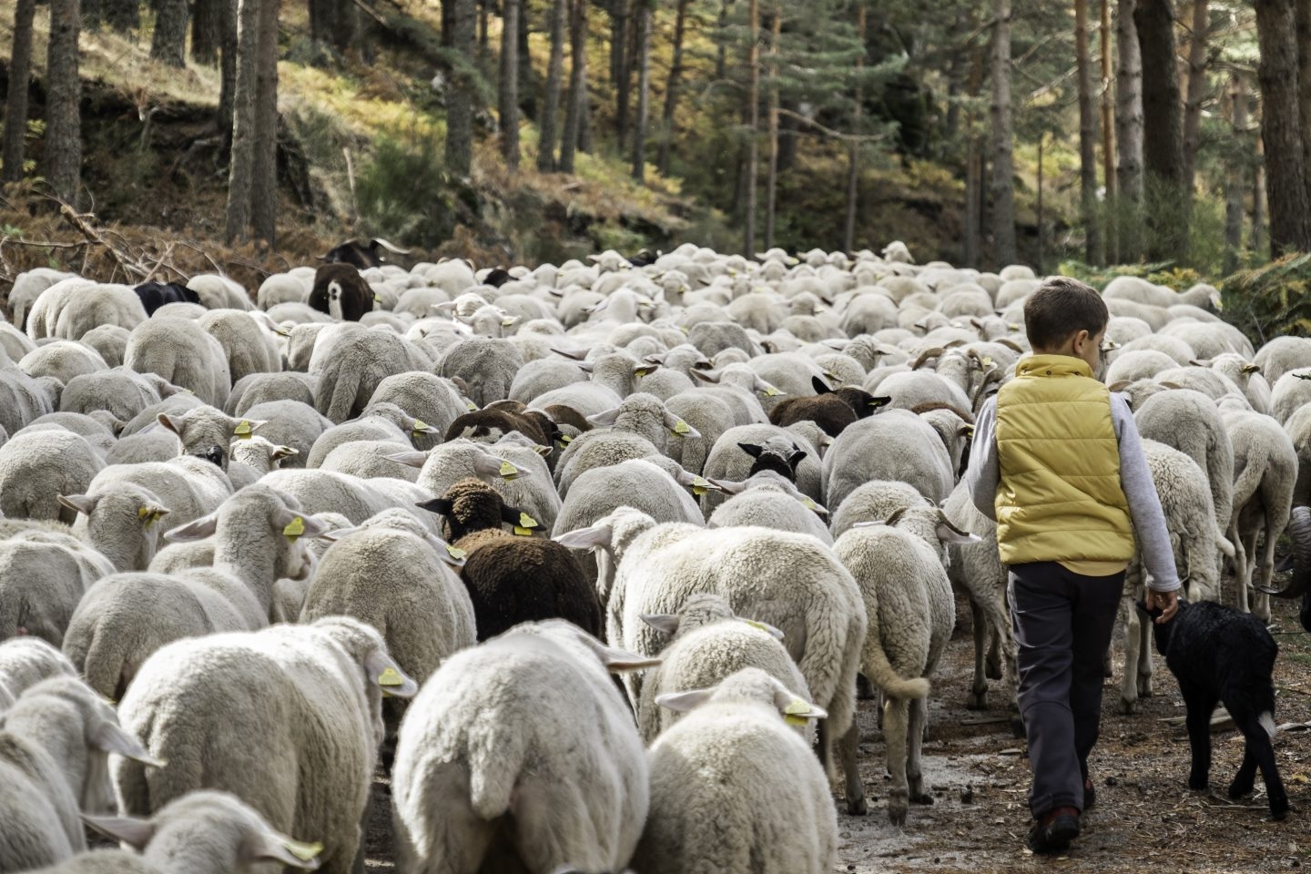 Trashumancia de ganado merino atravesando la Sierra de Guadarrama de camino a Madrid