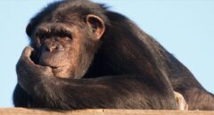 España, primera línea contra el tráfico de especies en peligro de extinción