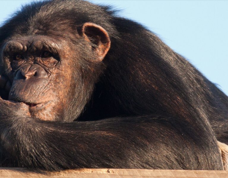 Santuarios, el limbo de los primates torturados como mascotas