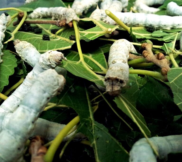 El ejército de EEUU usa gusanos con genes de araña para fabricar seda más resistente