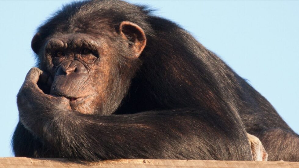 La chimpancé Manuela, en el centro de recuperación Rainfer